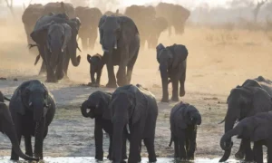 The Impact of Climate Change on Global Wildlife